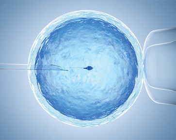 In Vitro Fertilisation (IVF)